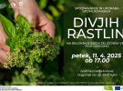 divja zelisca minka 1