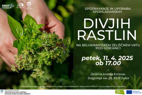 divja_zelisca_minka_1