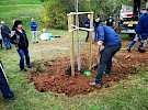 sajenje drevesa  05 04 13