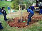 sajenje drevesa  05 04 15