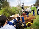 sajenje drevesa  05 04 5