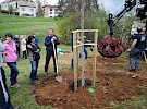 sajenje drevesa  05 04 7