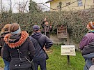 obrezovanje sadnega drevja  semic