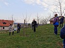 spomladanski rez sadnega drevja